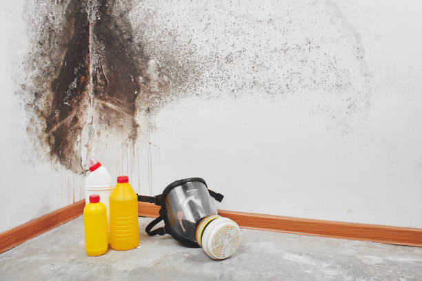 Best Home Mold Removal  in Lincolnia, VA