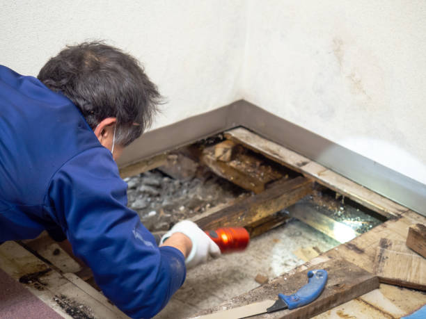 Best Mold Testing  in Lincolnia, VA