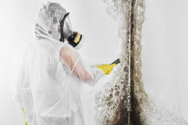 Best Residential Mold Removal  in Lincolnia, VA