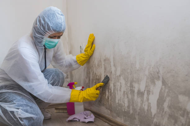 Best Residential Mold Removal  in Lincolnia, VA