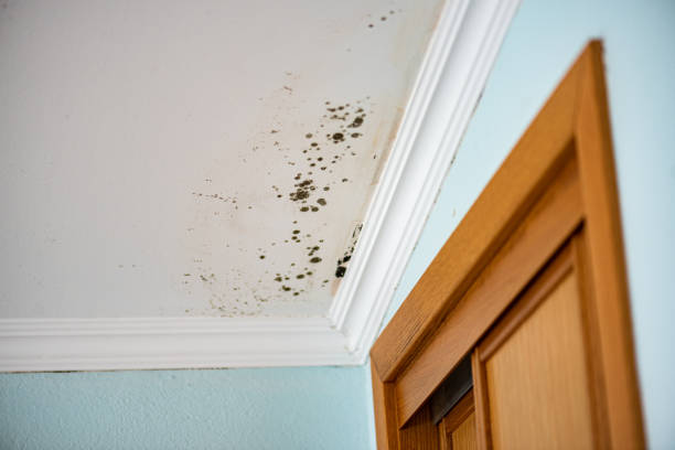 Best Mold Cleaning Services  in Lincolnia, VA
