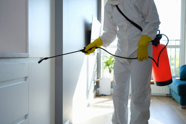 Best Best Mold Removal Companies  in Lincolnia, VA