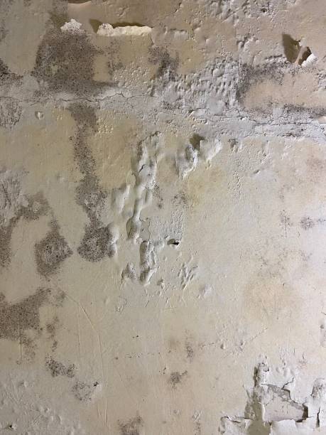 Best Local Mold Removal Service  in Lincolnia, VA