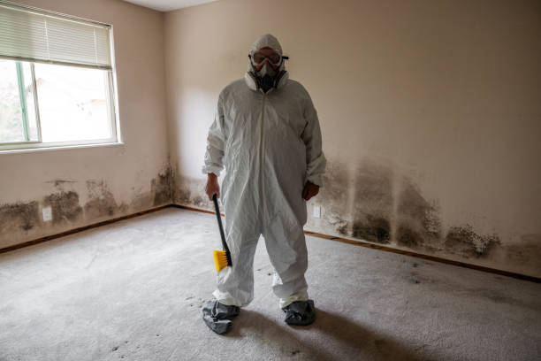 Best Toxic Mold Removal  in Lincolnia, VA