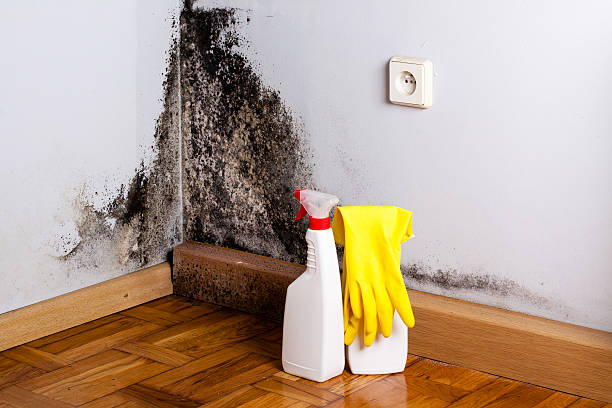Best Affordable Mold Removal  in Lincolnia, VA