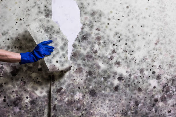 Best Mold Testing and Removal  in Lincolnia, VA
