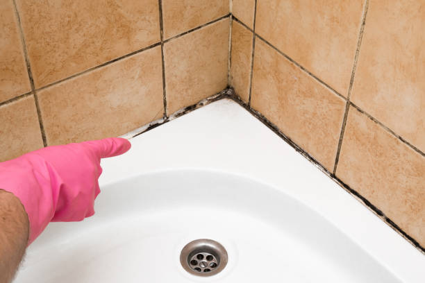 Home Mold Removal in Lincolnia, VA